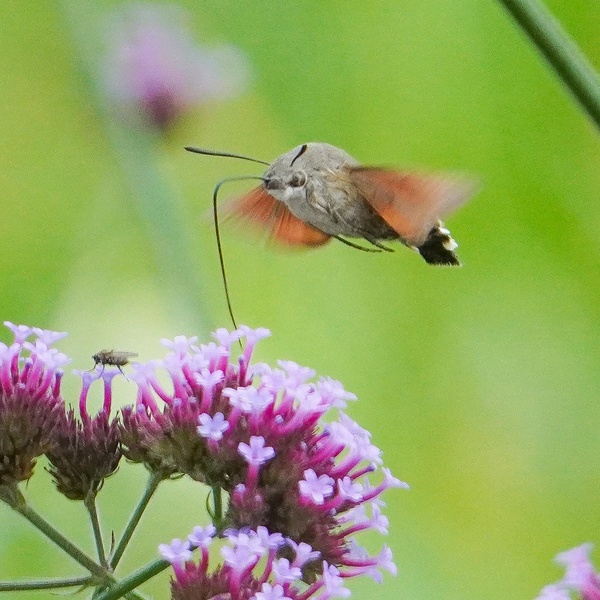 Nature photography