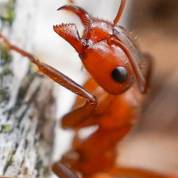 Nature photography