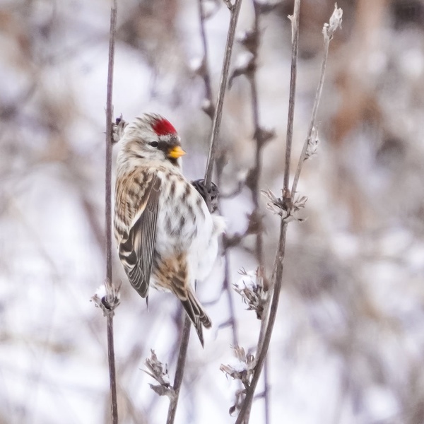 Nature photography